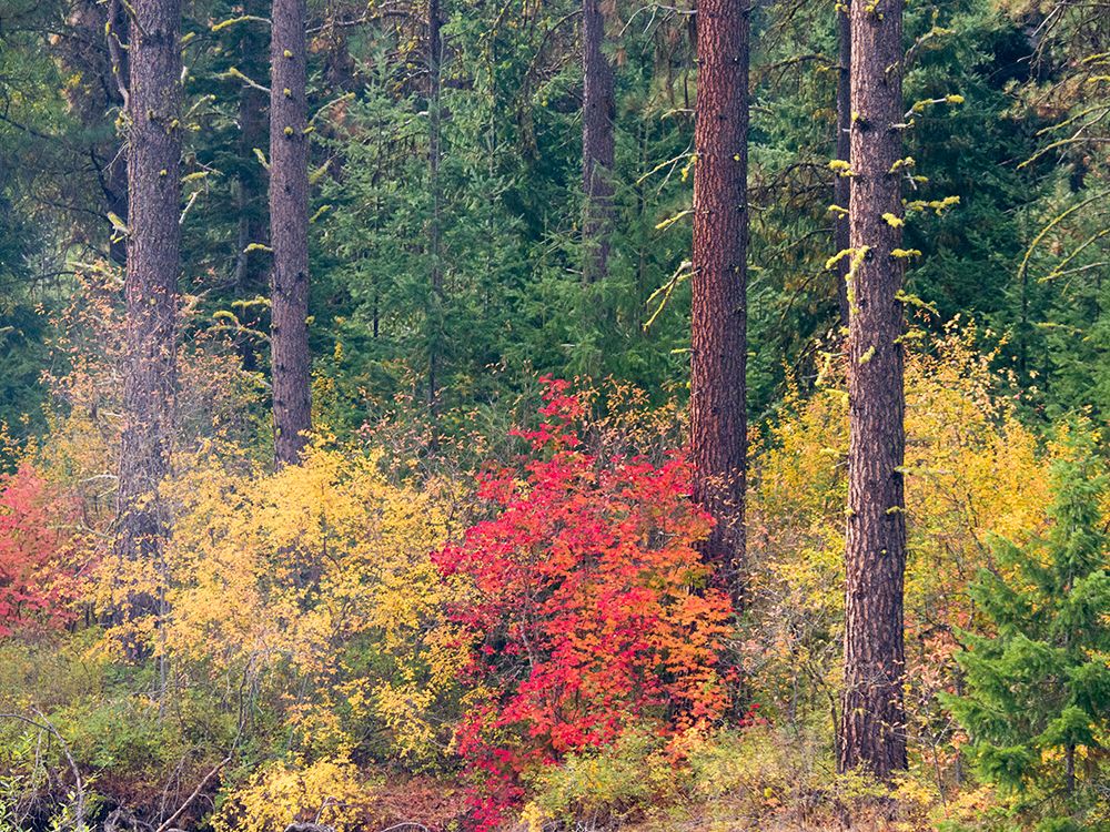 USA-Washington State-Kittitas County. Vine maple with fall colors.